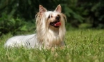Australian silky terrier